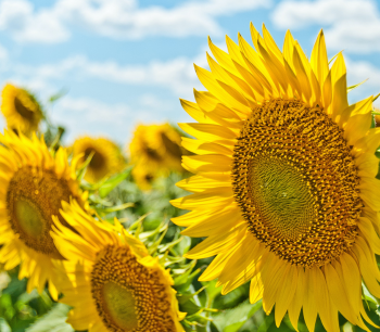 BDO Transfer Pricing News - Issue 43