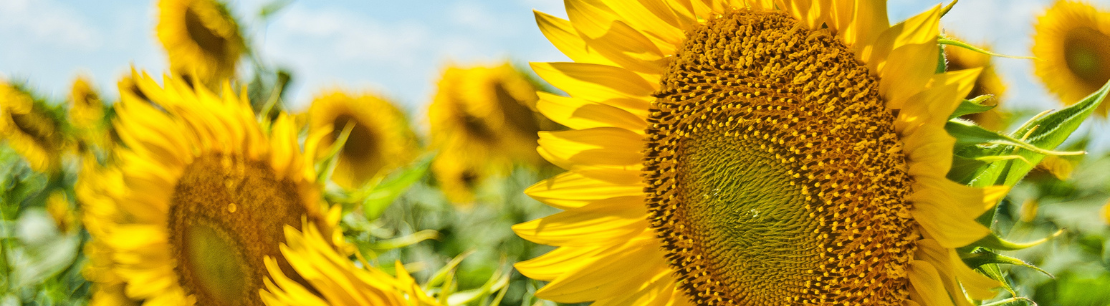 BDO Transfer Pricing News - Issue 43
